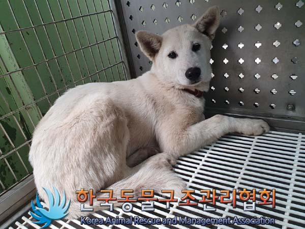 한국동물구조관리협회_441406202300714